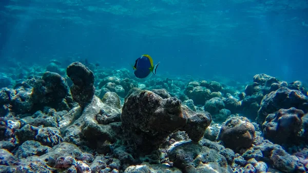Риба Коралові Рифи Підводний Світ Унікальному Острові Мальдівах Індійському Океані — стокове фото