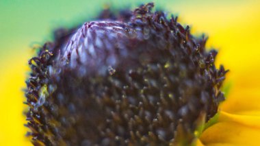 Sarı yapraklar ve çiçeği, makro çekim ile çiçek