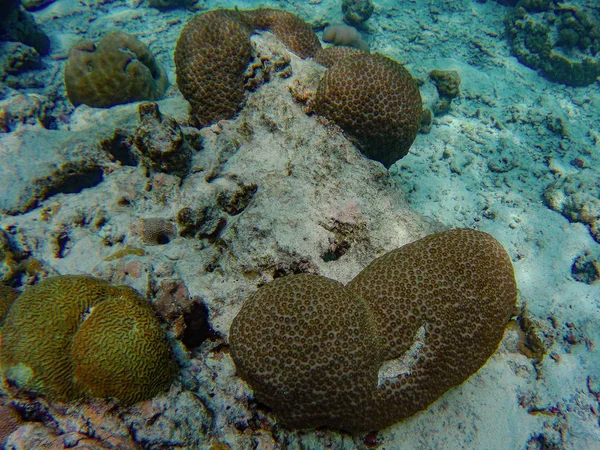 魚とサンゴ礁ミードゥパル島 インド洋のモルディブの水中世界 — ストック写真