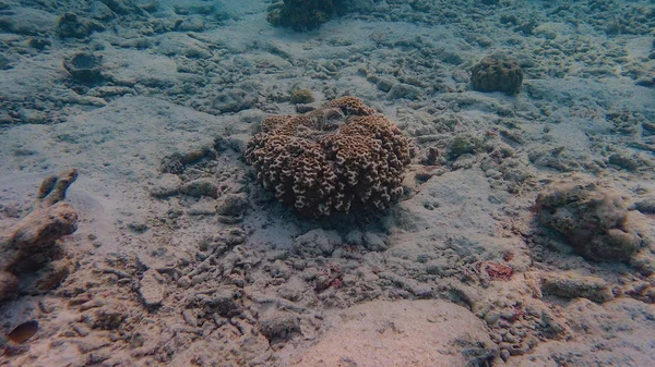 Halak Korallzátonyok Víz Alatti Világ Maldív Szigetek Indiai Óceánon Meedhupparu — Stock Fotó