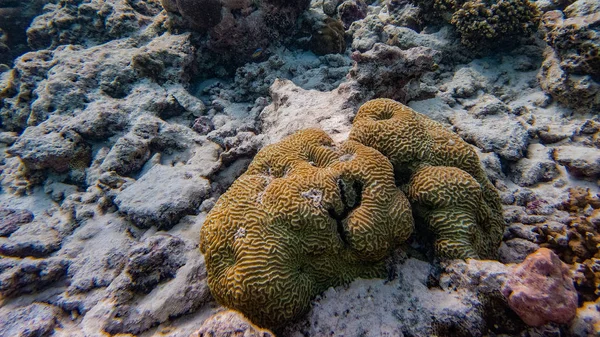 Peces Arrecifes Coral Bajo Agua Isla Meedhupparu Maldivas Océano Índico —  Fotos de Stock