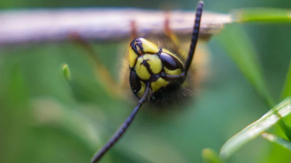 Çim Üzerinde Bir Çiçek Bahçesinde Sarı Yaban Arısı — Stok fotoğraf