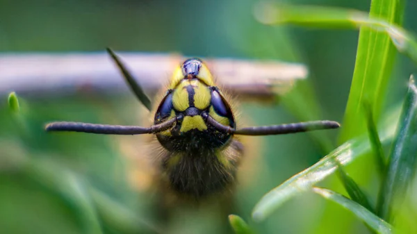 Çim üzerinde bir çiçek bahçesinde sarı yaban arısı
