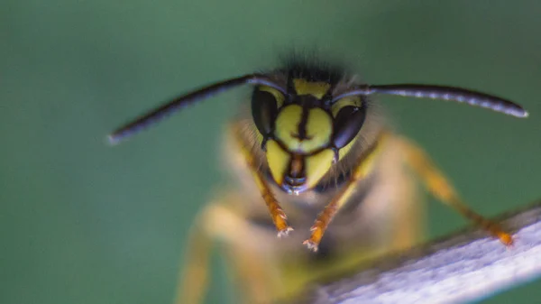 Die Gelbe Wespe Garten Auf Dem Rasen Auf Einer Blume — Stockfoto