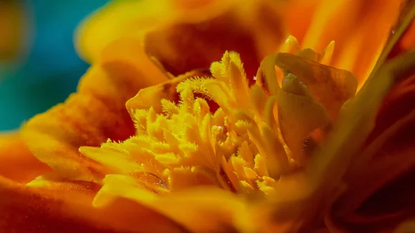 Sarı yapraklar ve çiçeği, makro çekim ile çiçek