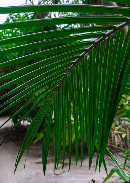 Palmiye yaprak ve bitki kumsalda Maldiv Adası Adaaran seçin Meedhupparu Hint Okyanusu'nda bir.