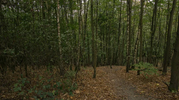 Herfstbladeren Het Bos Met Bomen Duisburg Wedau Duitsland — Stockfoto