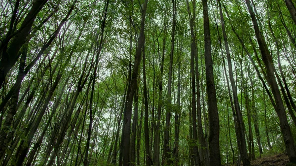 Ormandaki ağaçlar Wedau Duisburg, Almanya ile sonbahar yaprakları