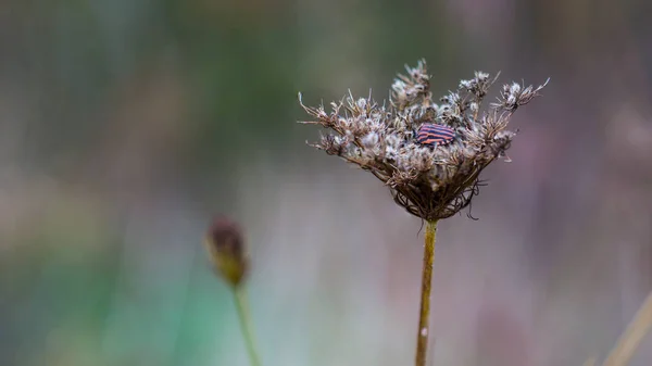 Ateş böcekleri veya Kardinaller