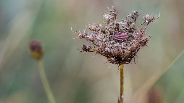Ateş böcekleri veya Kardinaller