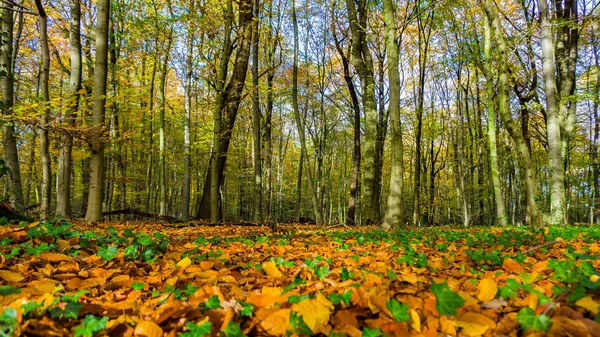 森林で覆われてクリーク葉 紅葉紅葉 デュイスブルク Wedau ドイツ — ストック写真