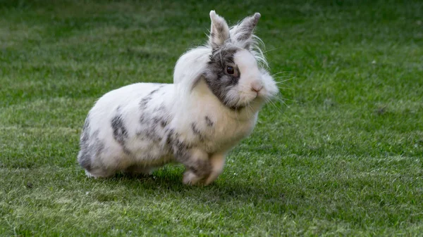 Bahçe yeşil çim üzerinde giyen bir tavşan...