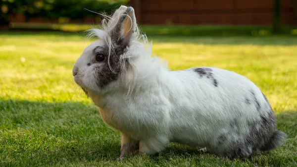 Кролик Саду Зеленой Лужайке — стоковое фото