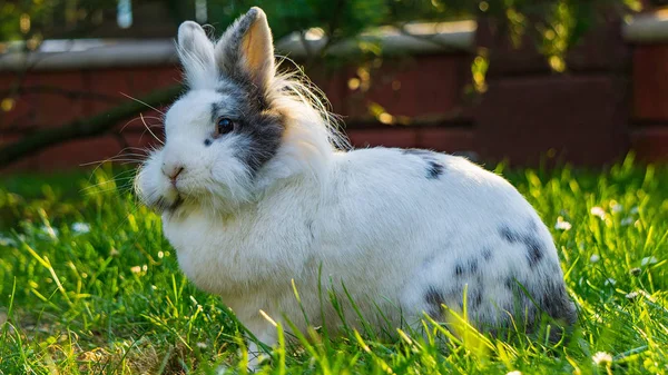 Conejo Jardín Césped Verde —  Fotos de Stock