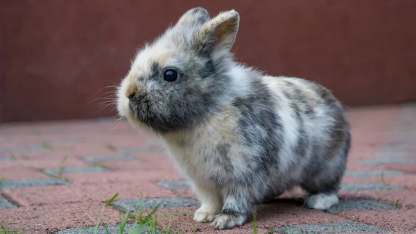Кролик Саду Зеленой Лужайке — стоковое фото