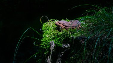 Yosun ve orman, Duisburg Wedau, Almanya'da çim ile ağaç gövdesi üzerinde bir mantar