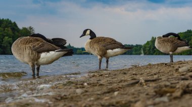 Ördekler, Duisburg, Almanya arka planda ormanla göl