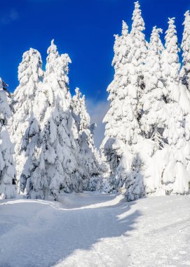 Mavi gökyüzü güneş, Çek Cumhuriyeti, dağlarda kış aylarında kayak pisti ile kar orman kaplı