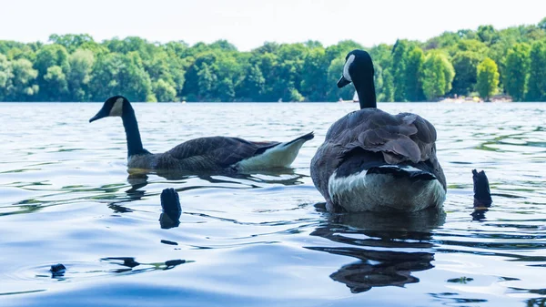 Ördekler, Duisburg, Almanya arka planda ormanla göl