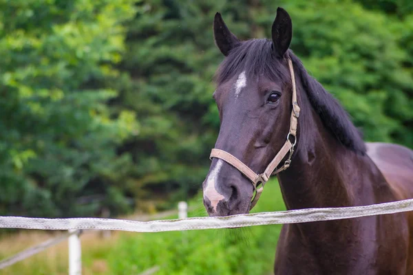 Emzik çayır üzerinde kahverengi at
