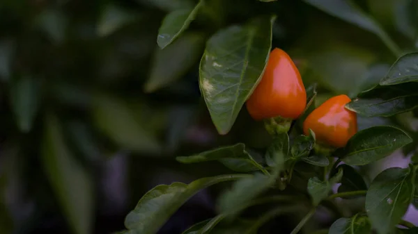 Yaprakları ile baharatlı ve acılı kırmızı biber