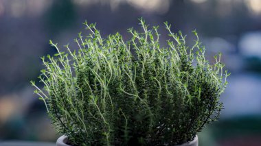 Kekik bir bitki ve otlar