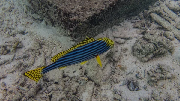 Papegaaivis Onderwaterwereld Van Het Koraalrif Meedhupparu Eiland Malediven Indische Oceaan — Stockfoto