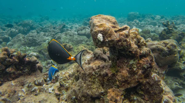 Підводний Світ Кораловий Риф Рибою Березі Моря Унікальному Острові Мальдівах — стокове фото