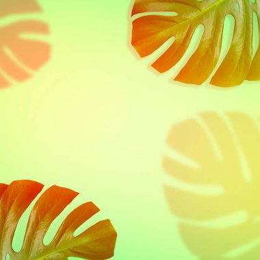 Canavar yapraklarının yaratıcı tasarımı parlak bir arka planda. Kopyalama alanı olan en küçük yaz kavramı