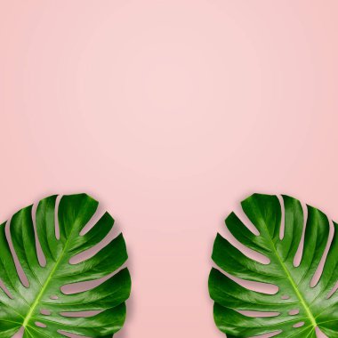 Pastel pembenin arka planında tropikal yaprak çerçevesi. Düz plan, üst görünüm, boşluğun kopyası. Minimum yaz geçmişi. Sayfa şablonu