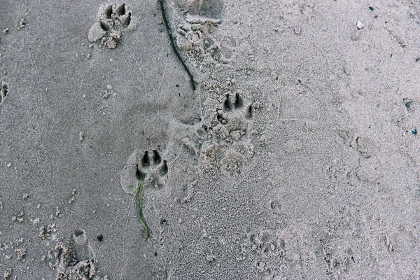 Ślady psów na plaży. Ślady zwierząt na piaszczystej plaży — Zdjęcie stockowe