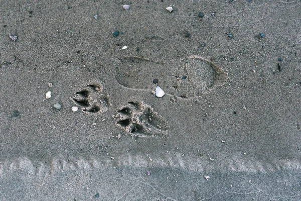 The trail of a man and an animal on the beach. A dogs paw print on the sand and a mans feet. The texture of sand and footprints on the shoreline. The view from the top.