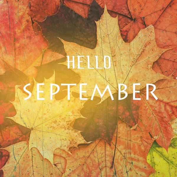September background. Yellow maple leaves with the text Hello September. Autumn concept — Stock Photo, Image