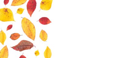 Sonbahar yaprakları beyaz arka planda, boşluğun bir kopyasıyla birlikte. Parlak yapraklar izole edilir. Doğada mevsimleri değiştirme kavramı. Düz Düzen