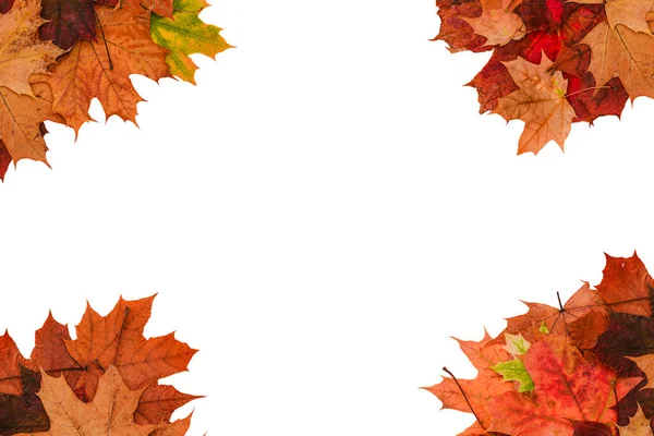 Brown Red Maple Leaves White Background Frame Made Autumn Leaves — Stock Photo, Image