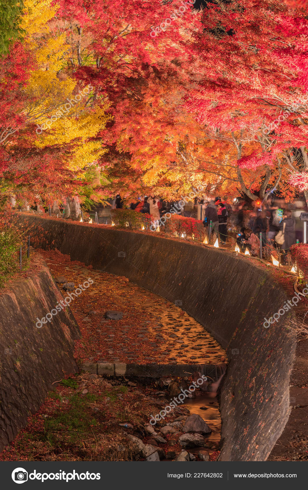 Light Maple Corridor Momiji Tunnel Autumn Season Kawaguchi Japan Stock Photo Image By C Finallast