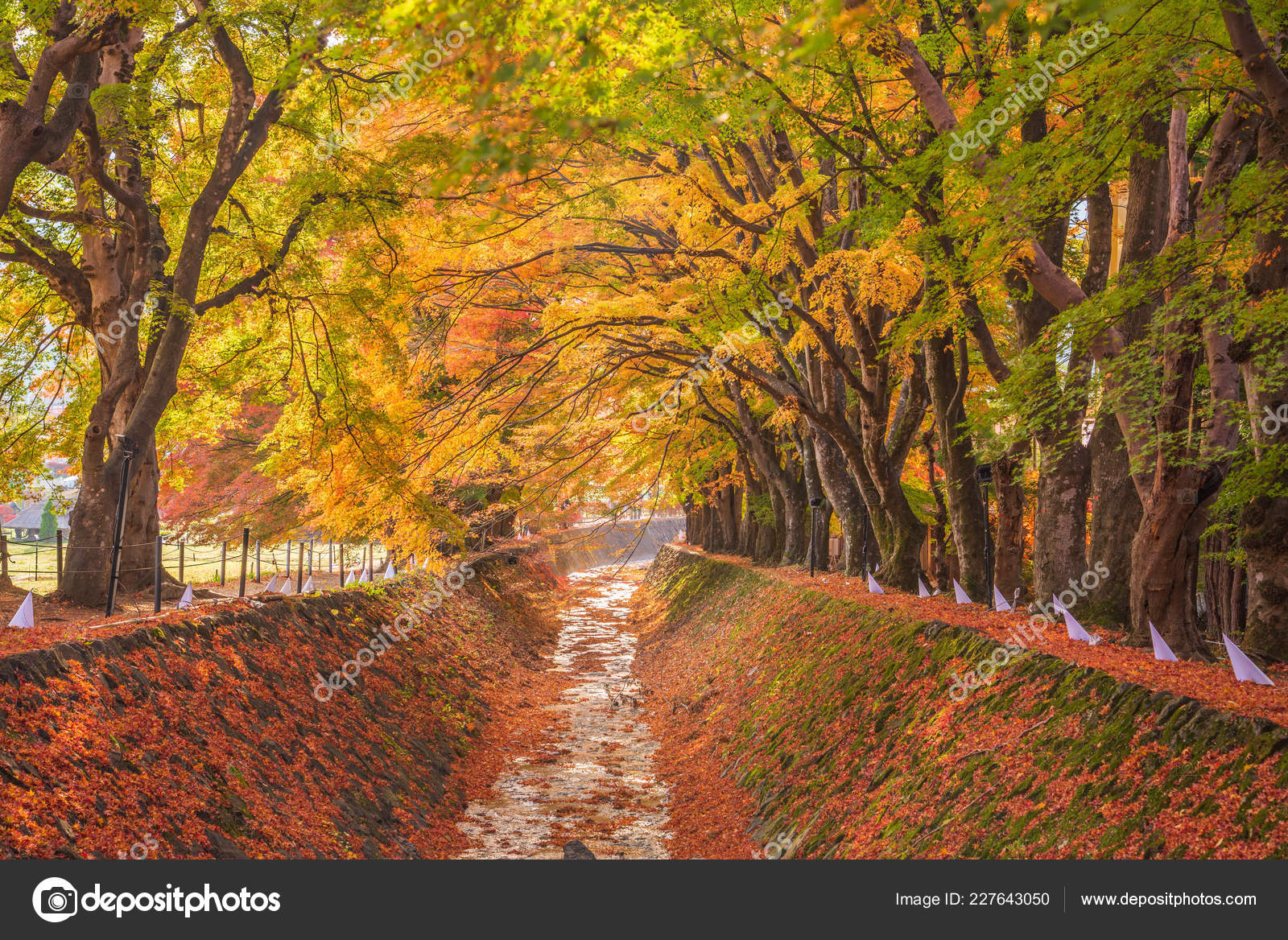 Maple Corridor Momiji Tunnel Autumn Season Kawaguchi Japan Stock Photo Image By C Finallast