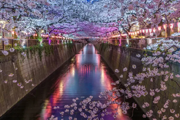 Light Up Cherry Blossom Sakura at Meguro River in Tokyo Japan