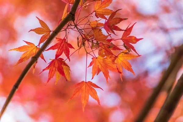 Japan Maple Images Search Images On Everypixel