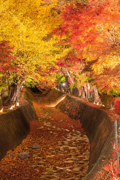 Light Up Maple Corridor Momiji Tunnel In Autumn Season At Kawaguchi Japan Stock Images Page Everypixel Light Up Maple Corridor Momiji Tunnel In Autumn Season At Kawaguchi Japan Stock Images Page Everypixel