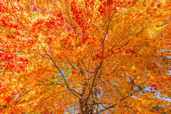 Japan Maple leaf in Autumn Season