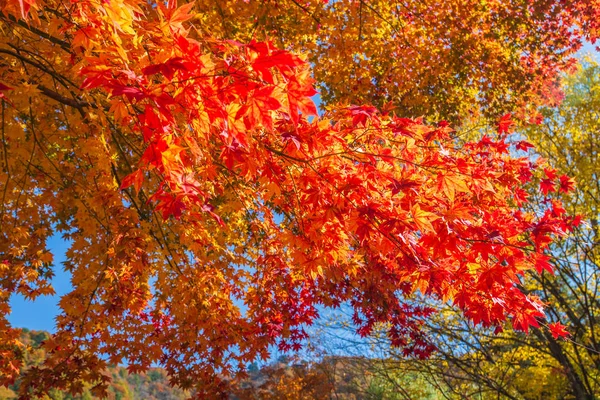 Japan Maple leaf in Autumn Season