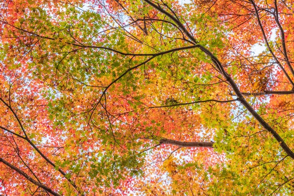 Japan Maple leaf in Autumn Season