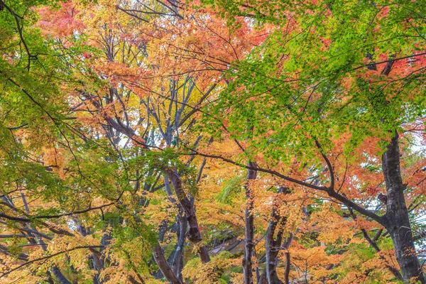 Japan Maple leaf in Autumn Season