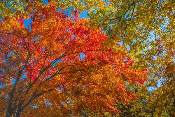 Japan Maple leaf in Autumn Season