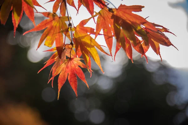 Maple leaf in autumn season in Japan