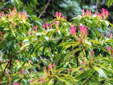 Yeşil orman arka plan, ağaç yapraklar.