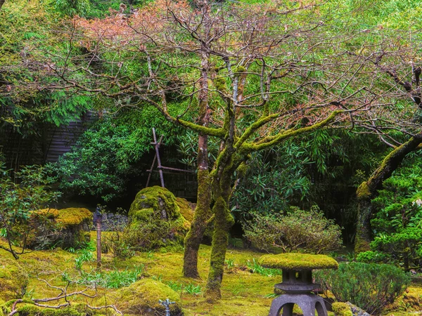 Fondo Del Bosque Verde Follaje Del Árbol — Foto de Stock