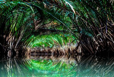 Yeşil orman arka plan, ağaç yapraklar.