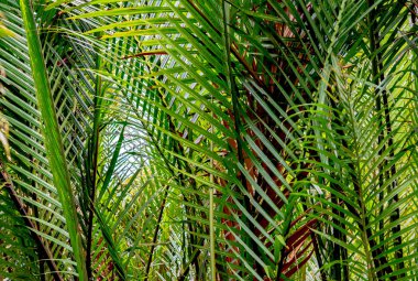 Yeşil orman arka plan, ağaç yapraklar.